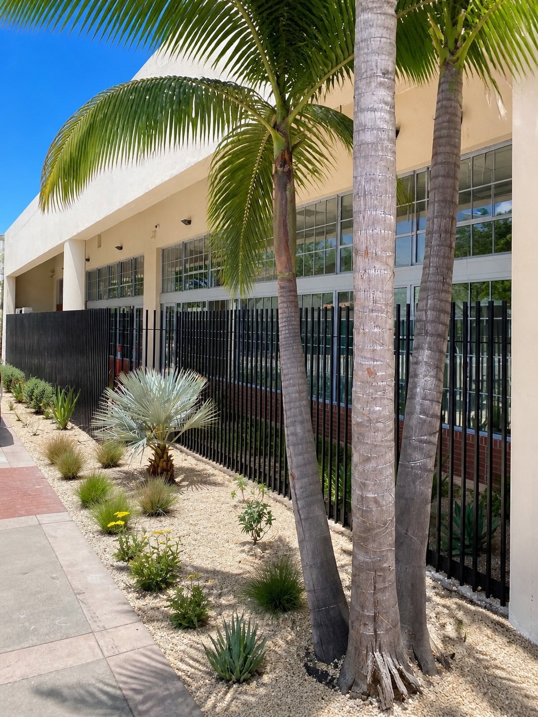 Palms and drought-tolerant planting along the west elevation behind a black steel fence.